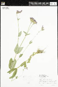 Silene armeria image