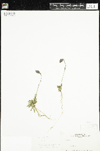Silene uralensis image