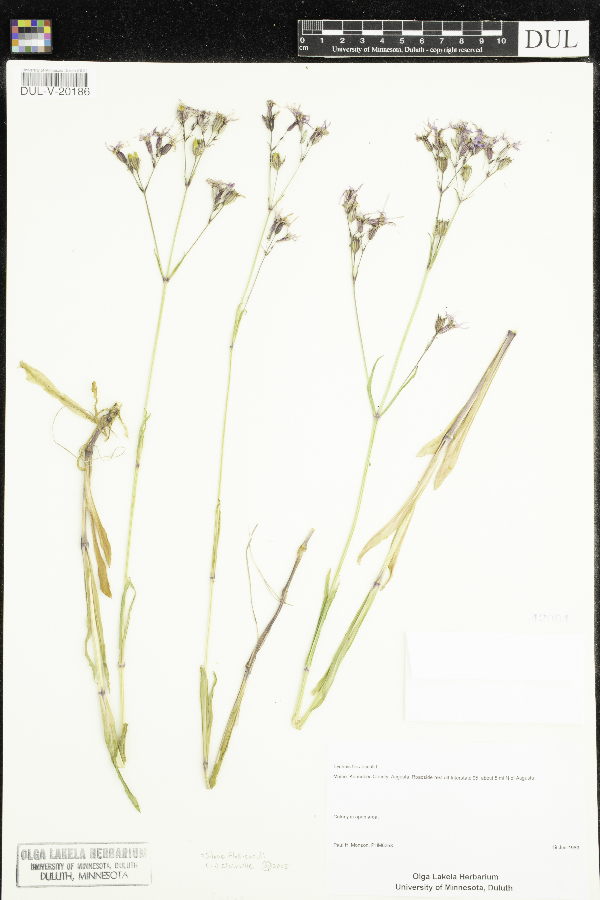 Silene flos-cuculi image