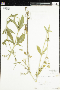 Silene latifolia image