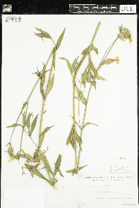 Silene latifolia image