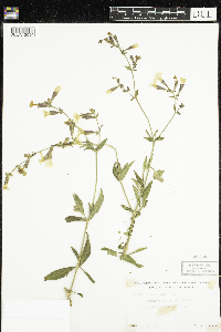 Silene latifolia image