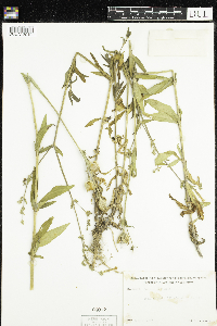 Silene latifolia image