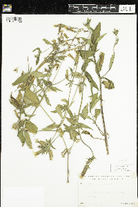 Silene latifolia image