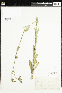 Silene latifolia image