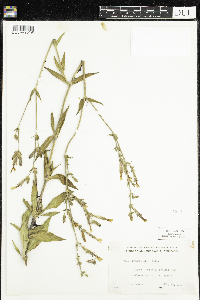 Silene latifolia image