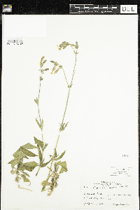 Silene latifolia image