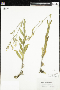 Silene latifolia image