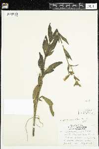 Silene latifolia image