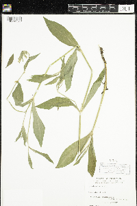 Silene latifolia image