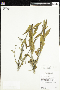 Silene latifolia image
