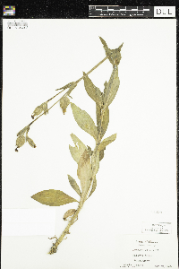 Silene latifolia image