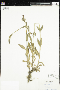 Silene latifolia image