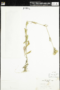 Silene noctiflora image