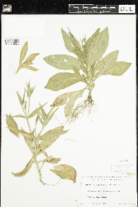 Silene noctiflora image