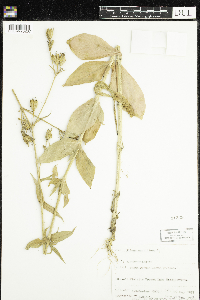 Silene noctiflora image