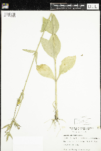 Silene noctiflora image