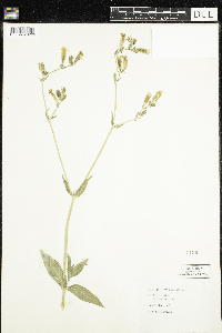 Silene noctiflora image