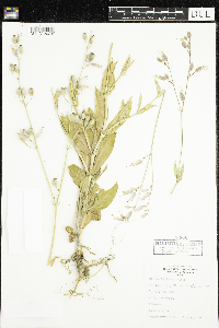 Silene vulgaris image