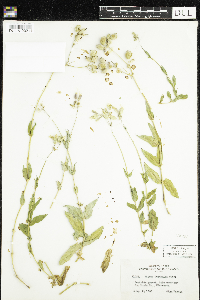 Silene vulgaris image