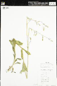 Silene vulgaris image