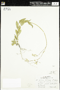 Silene vulgaris image