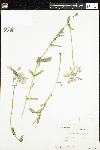 Silene vulgaris image