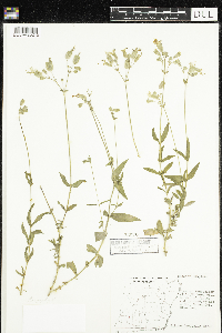Silene vulgaris image