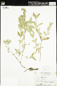 Silene vulgaris image