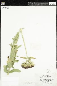 Media resource of Silene chalcedonica