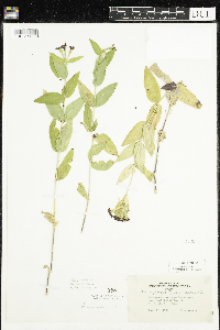 Silene chalcedonica image