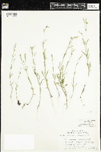 Silene antirrhina image