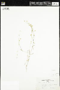 Silene antirrhina image
