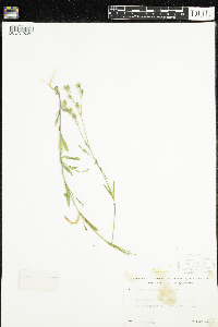 Silene antirrhina image