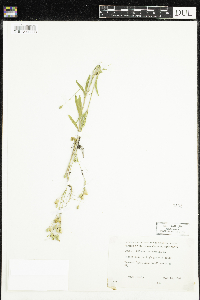 Silene antirrhina image
