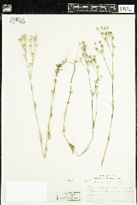 Silene antirrhina image