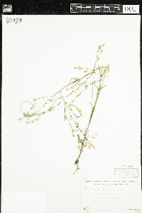 Silene antirrhina image