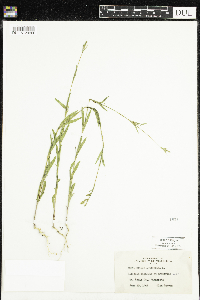 Silene antirrhina image
