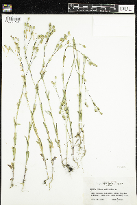 Silene antirrhina image