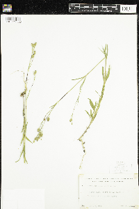 Silene antirrhina image