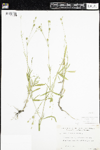 Silene antirrhina image