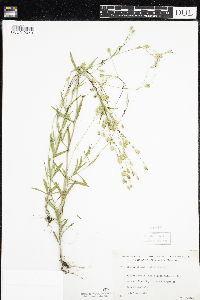 Silene antirrhina image