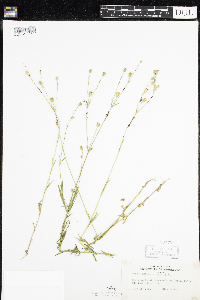 Silene antirrhina image