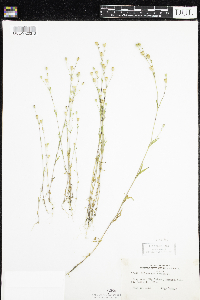 Silene antirrhina image