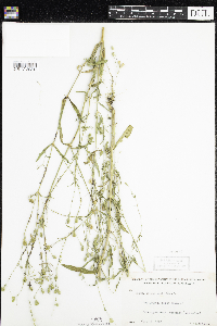 Silene antirrhina image