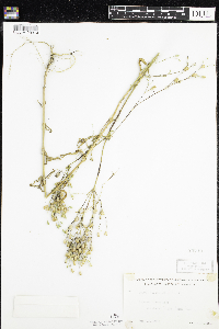 Silene antirrhina image