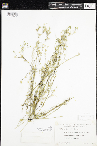 Silene antirrhina image