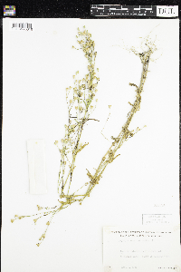 Silene antirrhina image