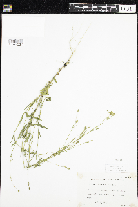 Silene antirrhina image