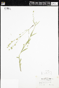 Silene antirrhina image
